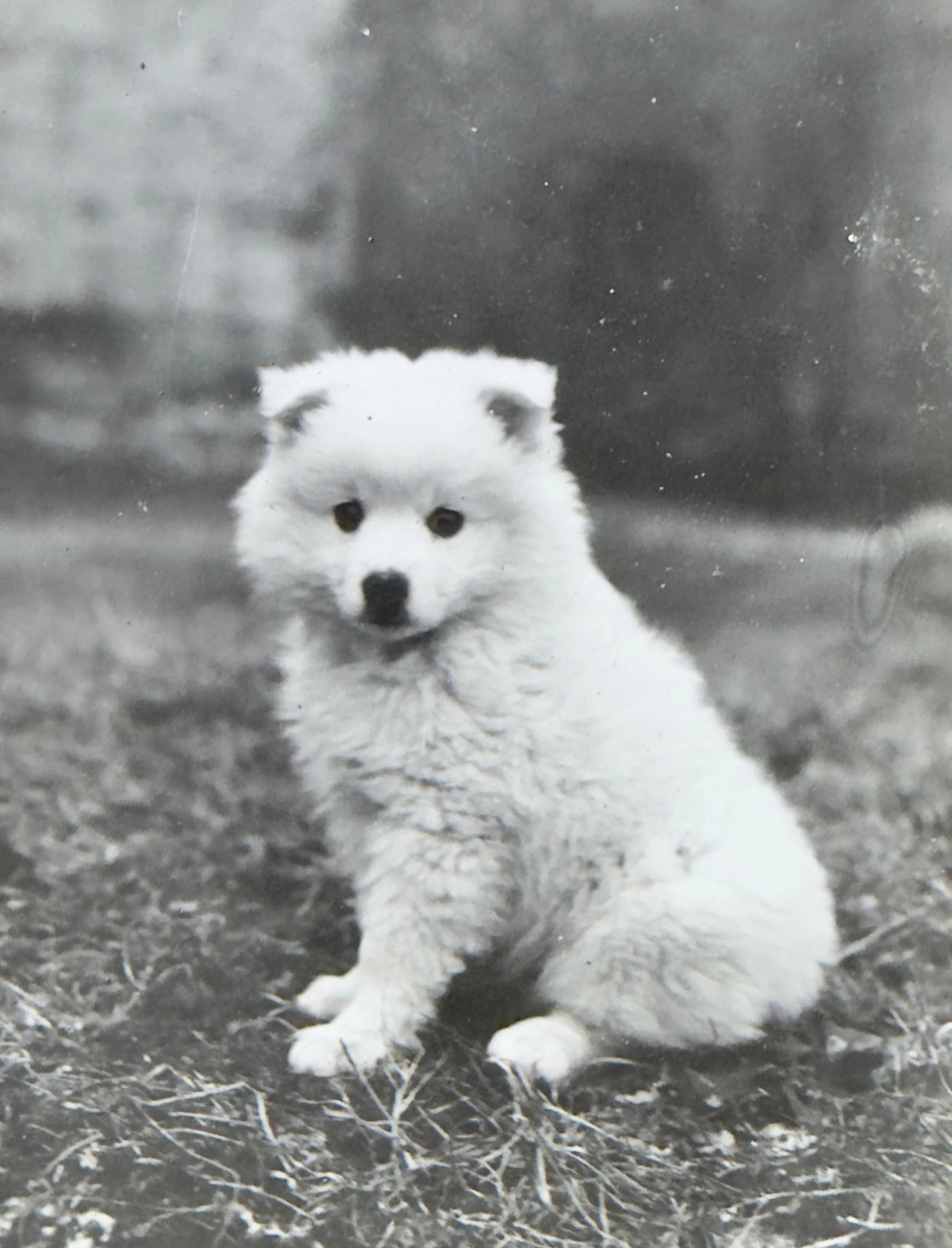 Vecchia fotografia in bianco e nero di un cagnolino bianco che guarda in camera.