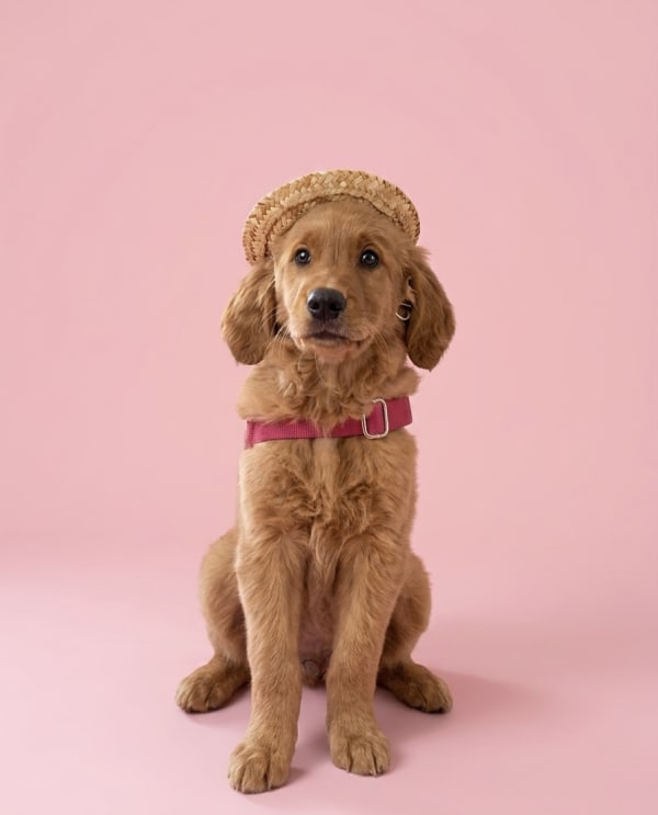 Nova — the Ashlyn Greene Team mascot