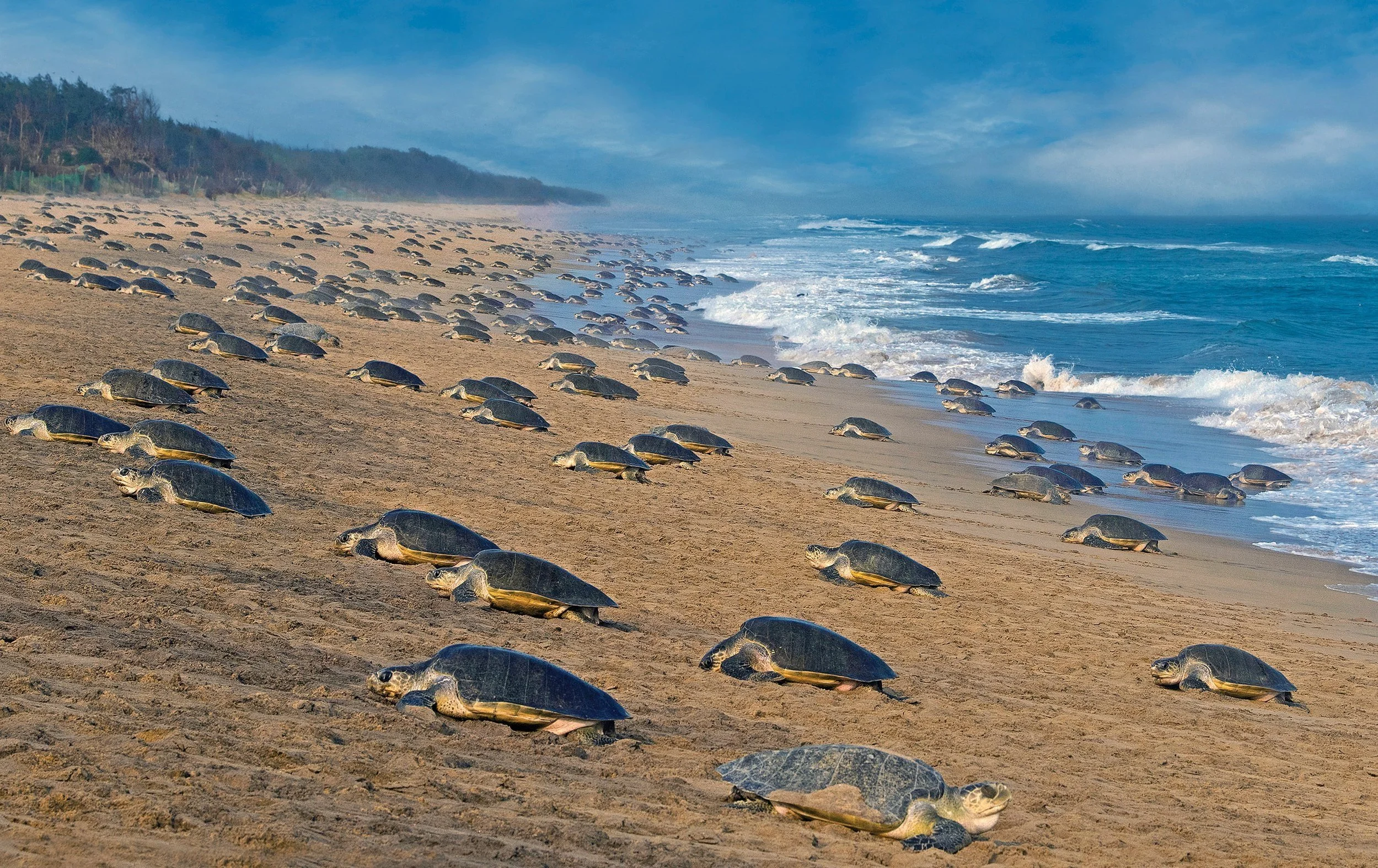 Turtle Conservation Along the Indian Ocean Coast
