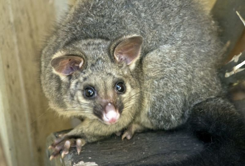 247 Possum Removal Adelaide | DIBIZ Digital Business Cards