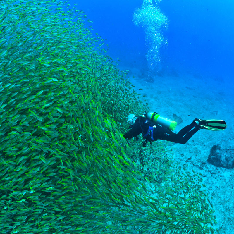 Big Blue Divers PADI 5* Dive Center Digital Business Cards