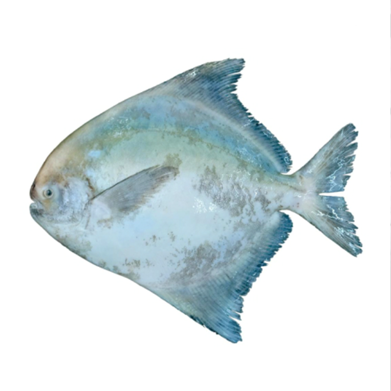 Chinese Pomfret