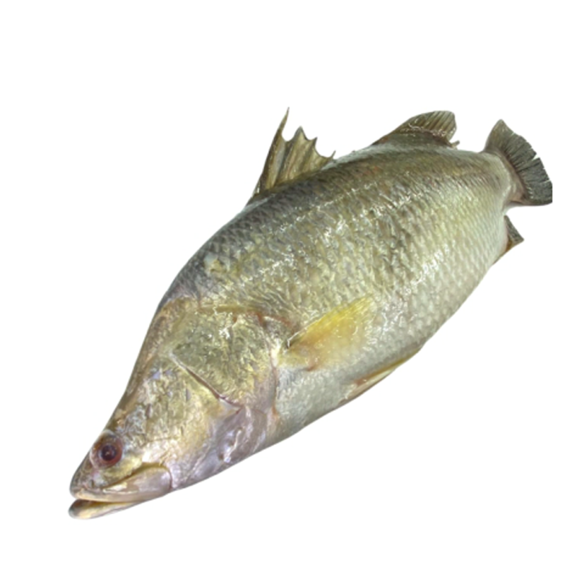 Barramundi
