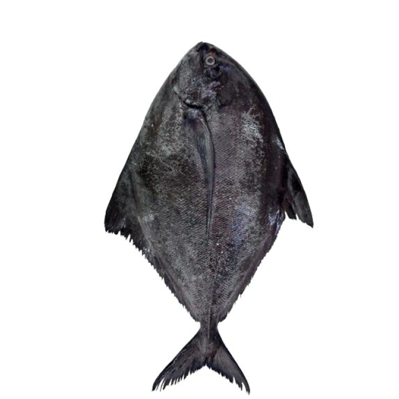 Black Pomfret 