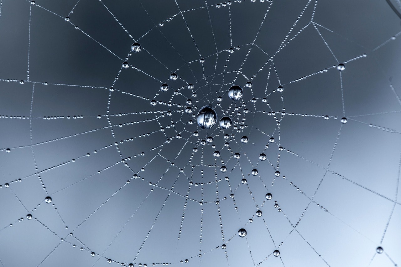 spider web, nature, web, dewdrops, dew, water, closeup, macro