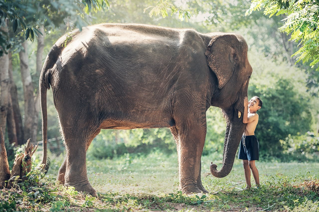 elephant, child, friends, friendship, large mammal, large animal, pachyderm, elephant trunk, cambodia, kid, animal, asia, phra nakhon si ayutthaya