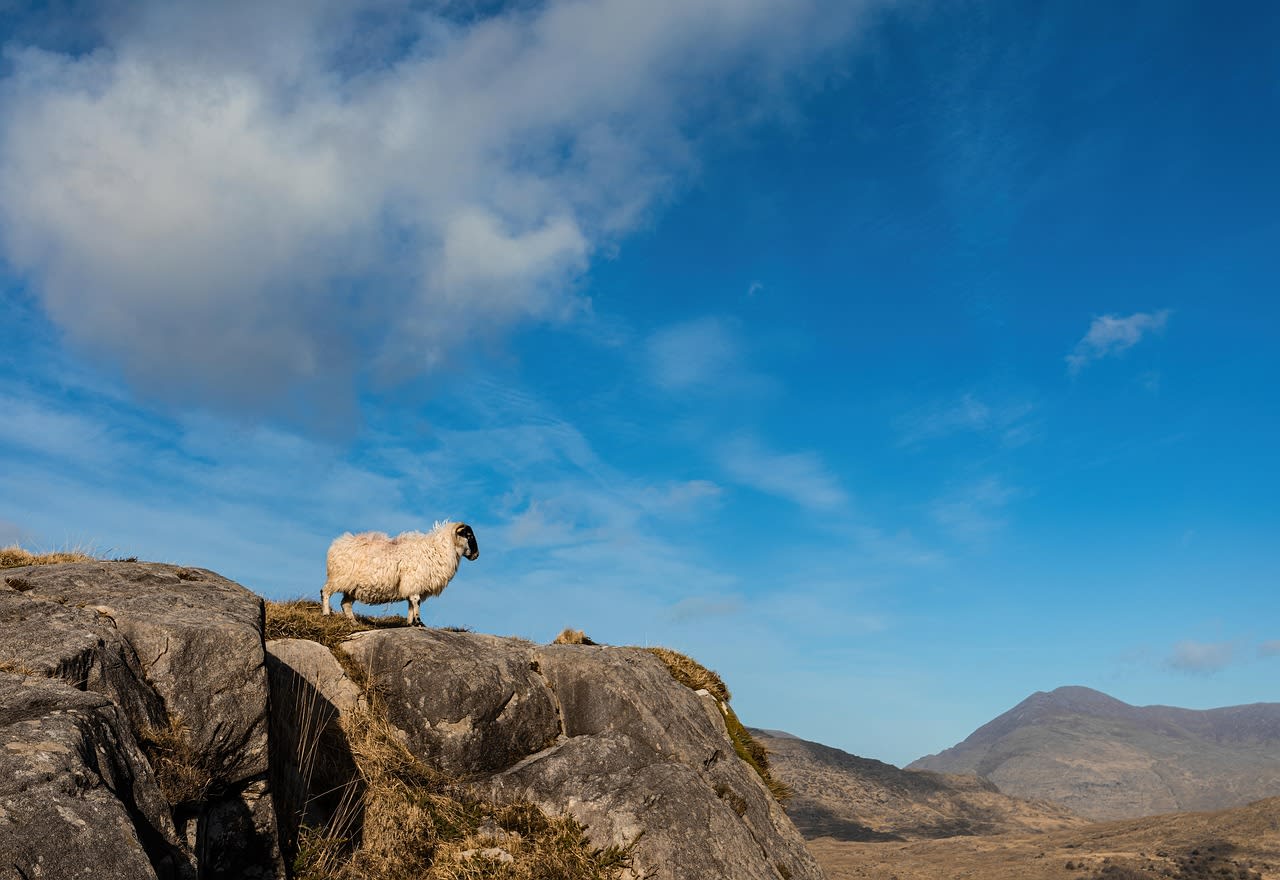sheep, mountains, rural, ireland, nature, landscape, mountain, animal, livestock, farm animal, sky, clouds, ram, sheep, sheep, sheep, sheep, sheep
