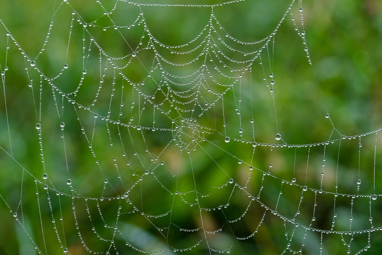 spider web, web, wet, waterdrop, dewdrop, droplets, nature, spider web, spider web, spider web, spider web, spider web, web, web, web, nature