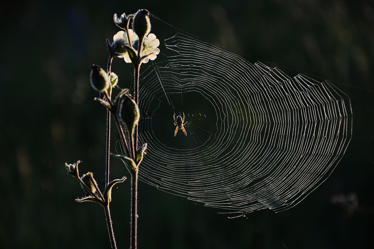 spider, web, nature, bug, network, macro, micro-nature, light, detail, tissue, pattern, the art of nature, shiny, design, reverse light, herb