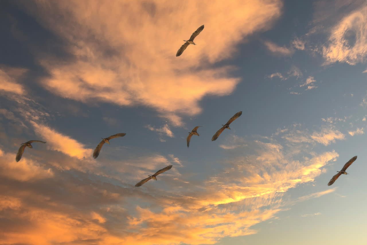 migratory birds, sky, clouds, migration, flying, sunset, nature, sky, sky, sky, sky, sky, migration, migration, migration, migration, sunset, sunset