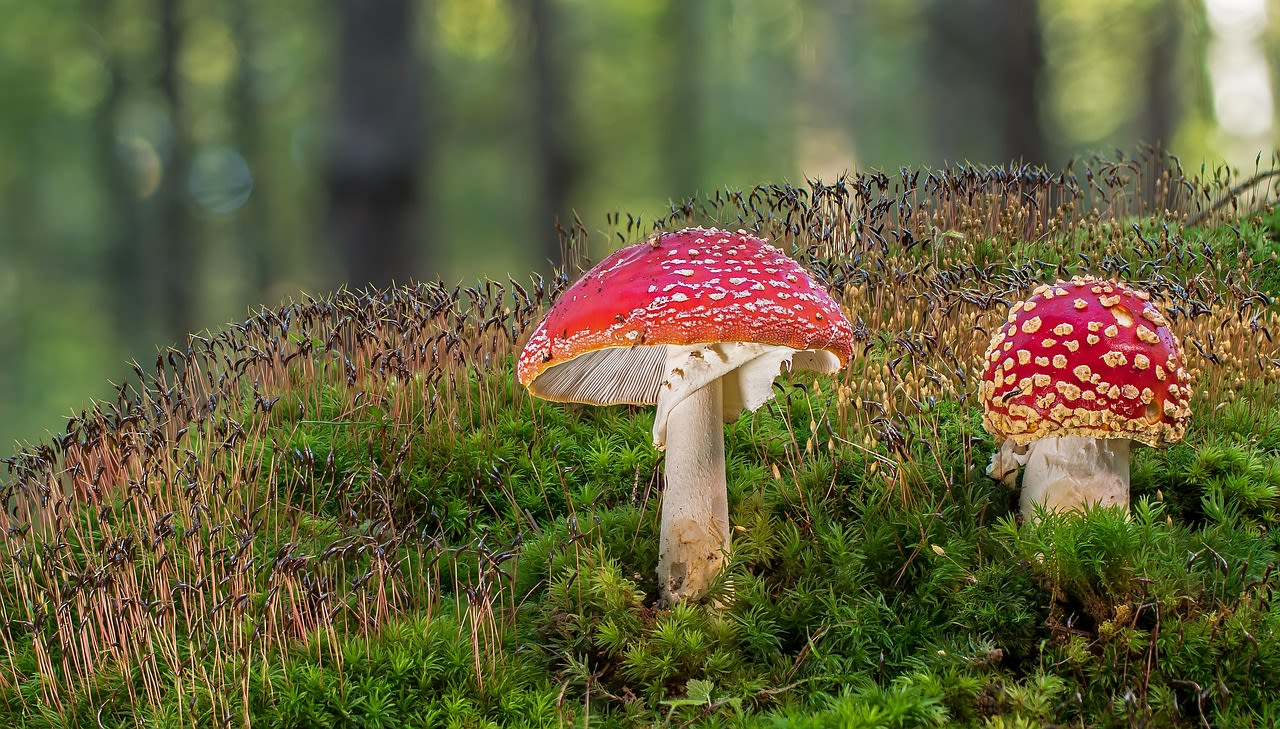 toadstool, mushroom, poisonous, muscaria, forest mushroom, forest, nature, fall, moss, dotted, poison