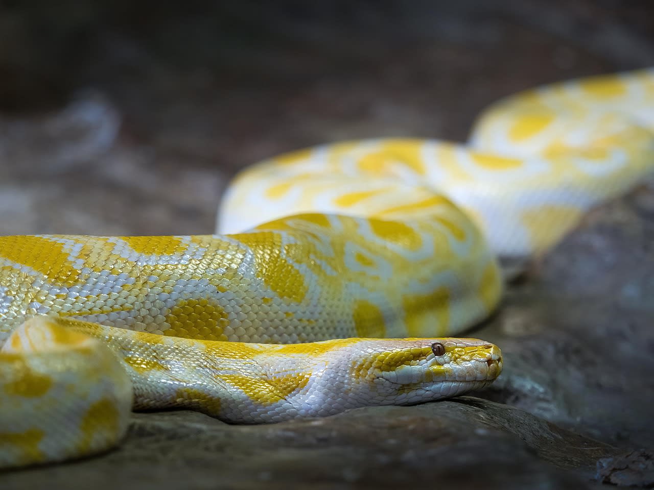 albino burmese python, burmese python, nature, snake, animal, reptile, wildlife, python