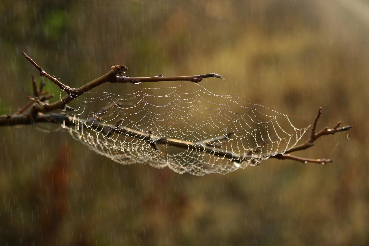 spider web, web, habitat, macro, nature, raindrops, water, wet, spider