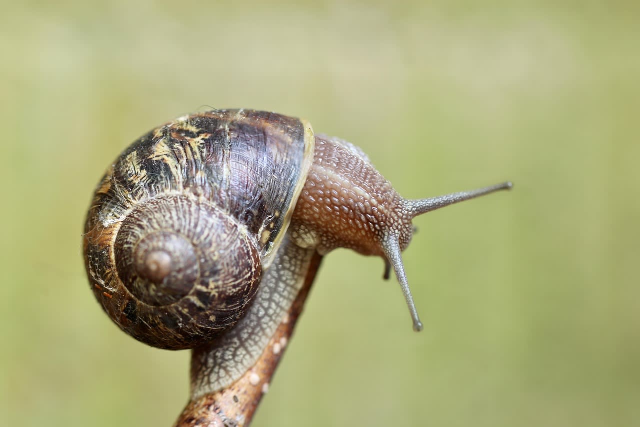 snail, shell, invertebrate, sensor, spiral, creeping animal, animal, nature, snail, snail, snail, snail, snail