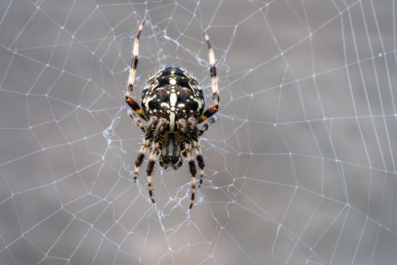 spider, web, agile, animal body part, animal leg, animal limb, arachnid, arachnophobia, araneus, araneus diadematus, body, bokeh, brown, bug