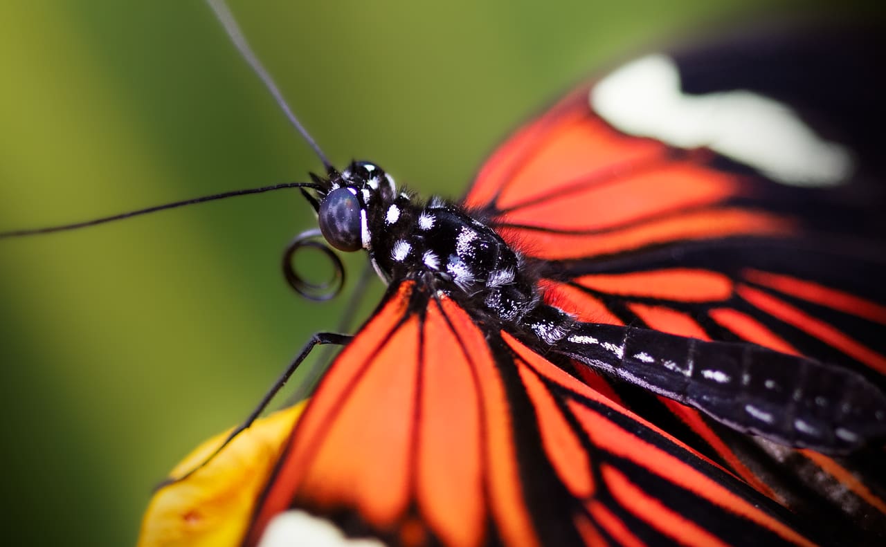 butterfly, common postman, heliconius melpomene, pollinator, insect, entomology, lepidoptera, butterfly, butterfly, butterfly, butterfly, butterfly