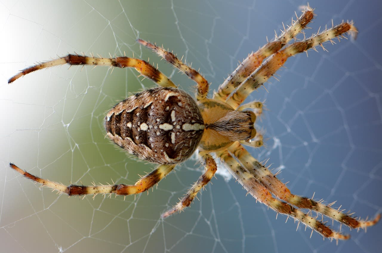spider, animal, cobweb, arachnid, spider web, web, orb-weaver spider, arthropod, wildlife, nature, animal world, closeup, spider, spider, spider