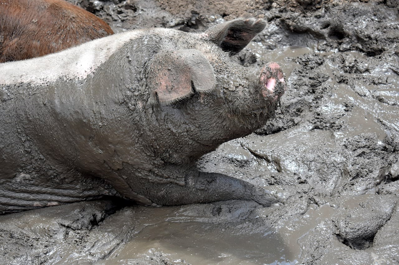 pig, slop, fat, slops, nature, animal, farm, livestock, mud, dirty, gray farm