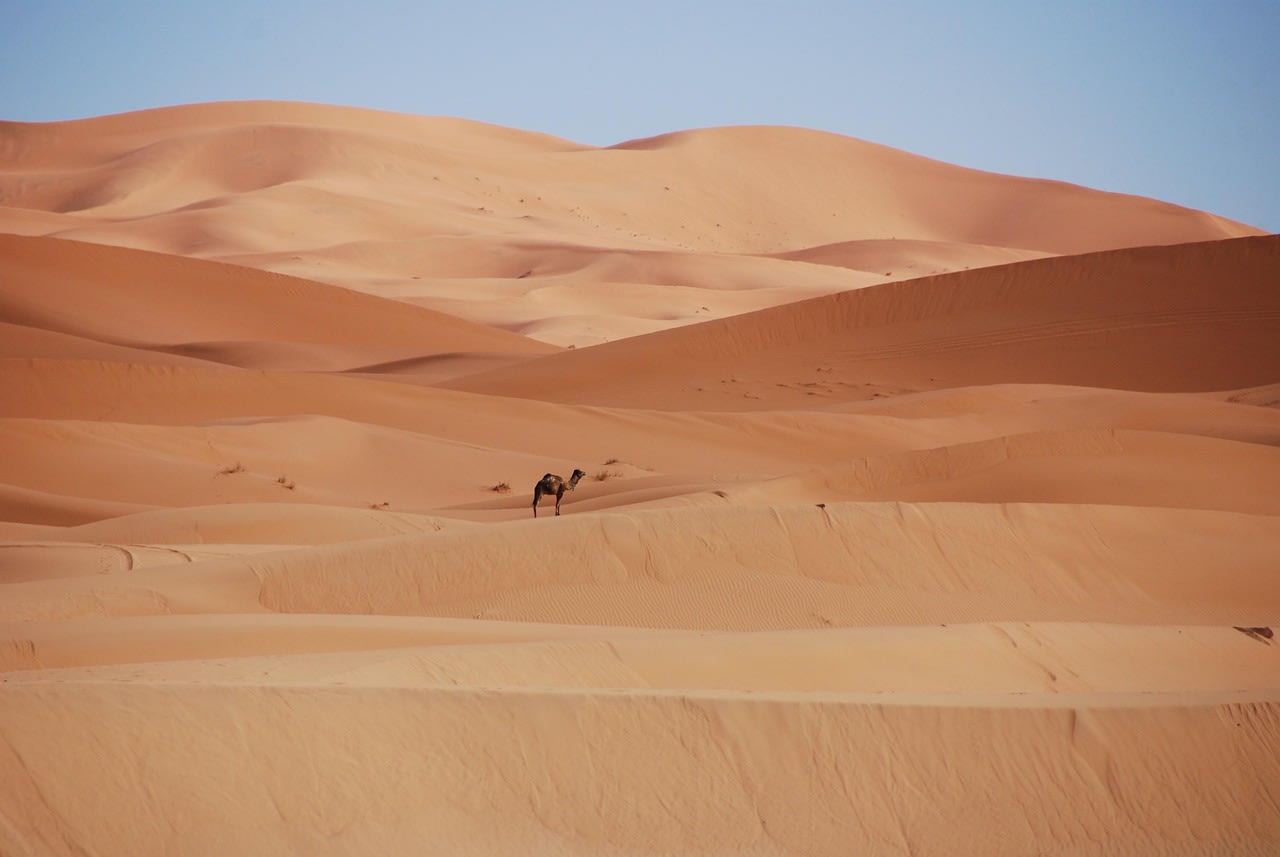 desert, sand, dunes, morocco, golden sand, nature, camel