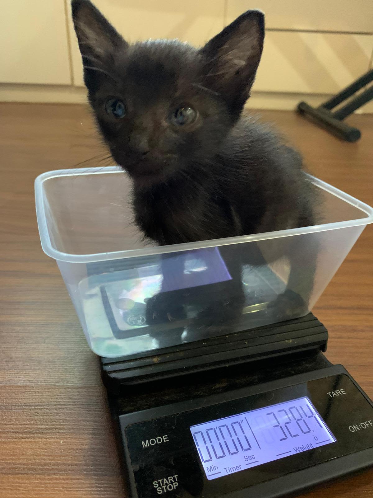 Will you donate $30 to help us save 400 cats in 2023?