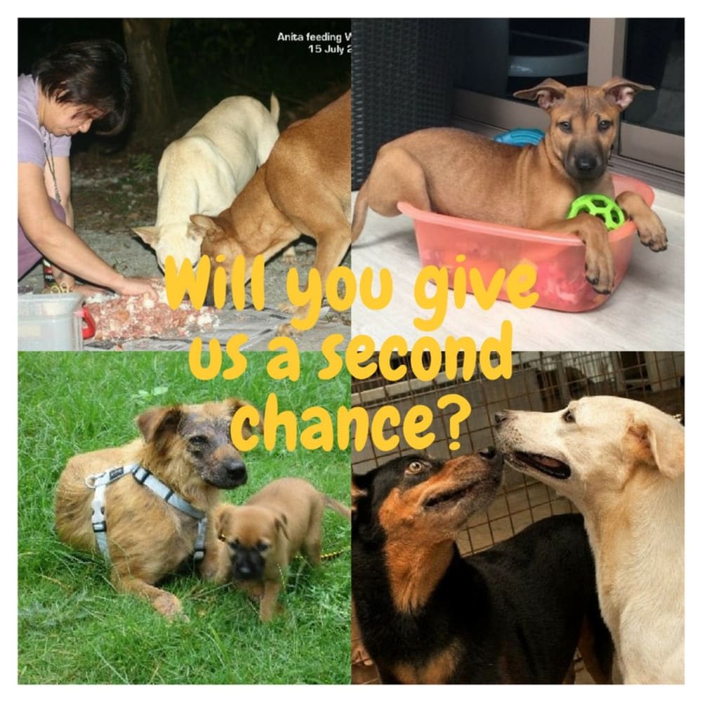 Will You Help Give Dogs a Second Chance Today?