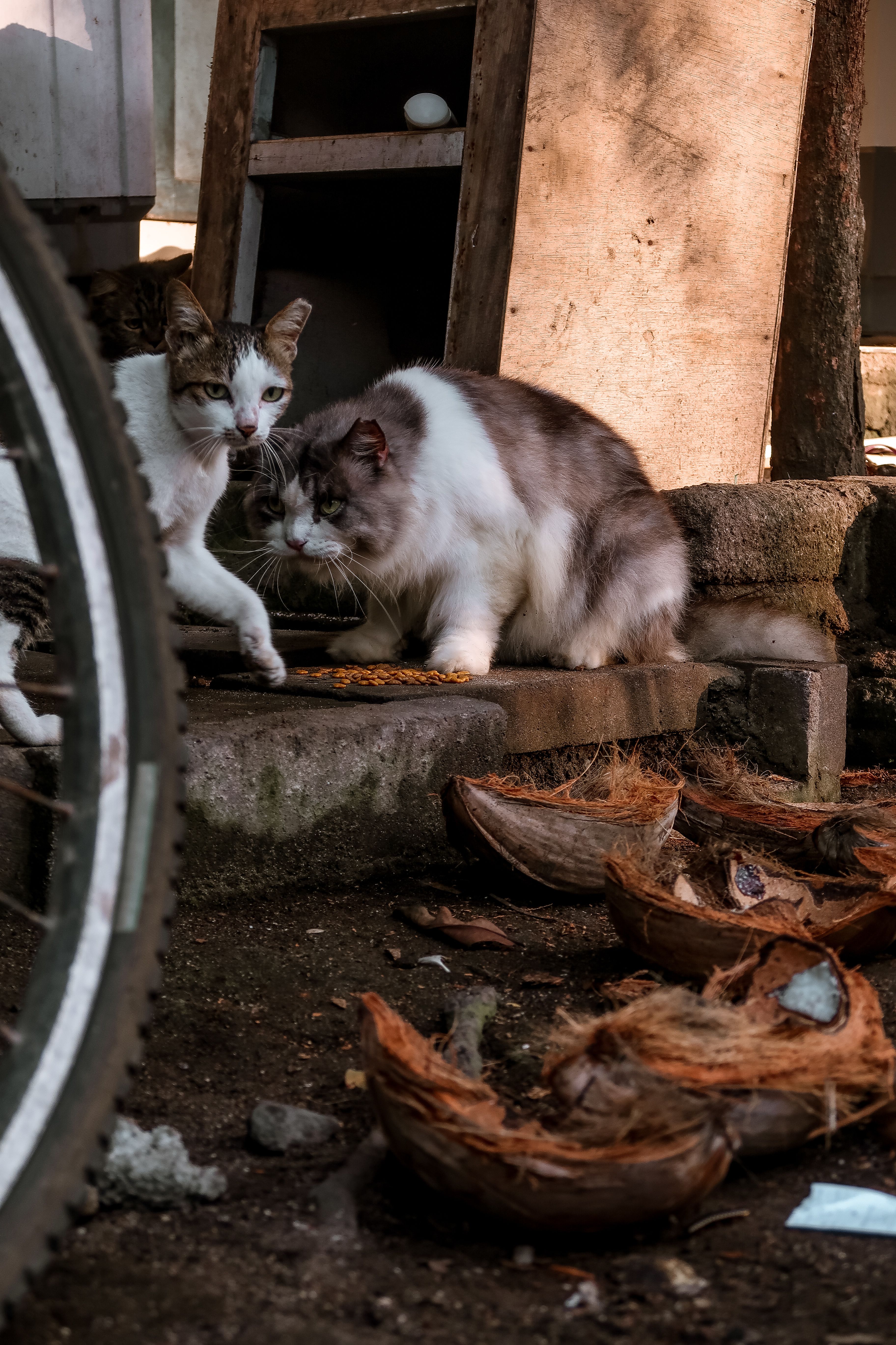 Donate  Cats Of Gili