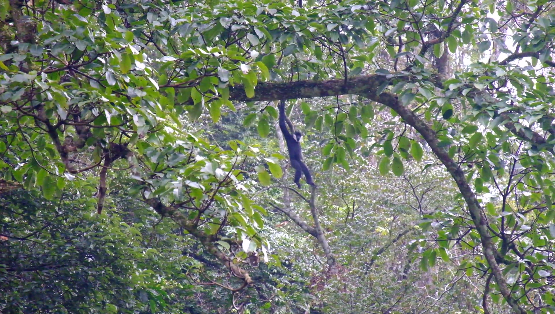 Protecting the Critically Endangered Gibbon