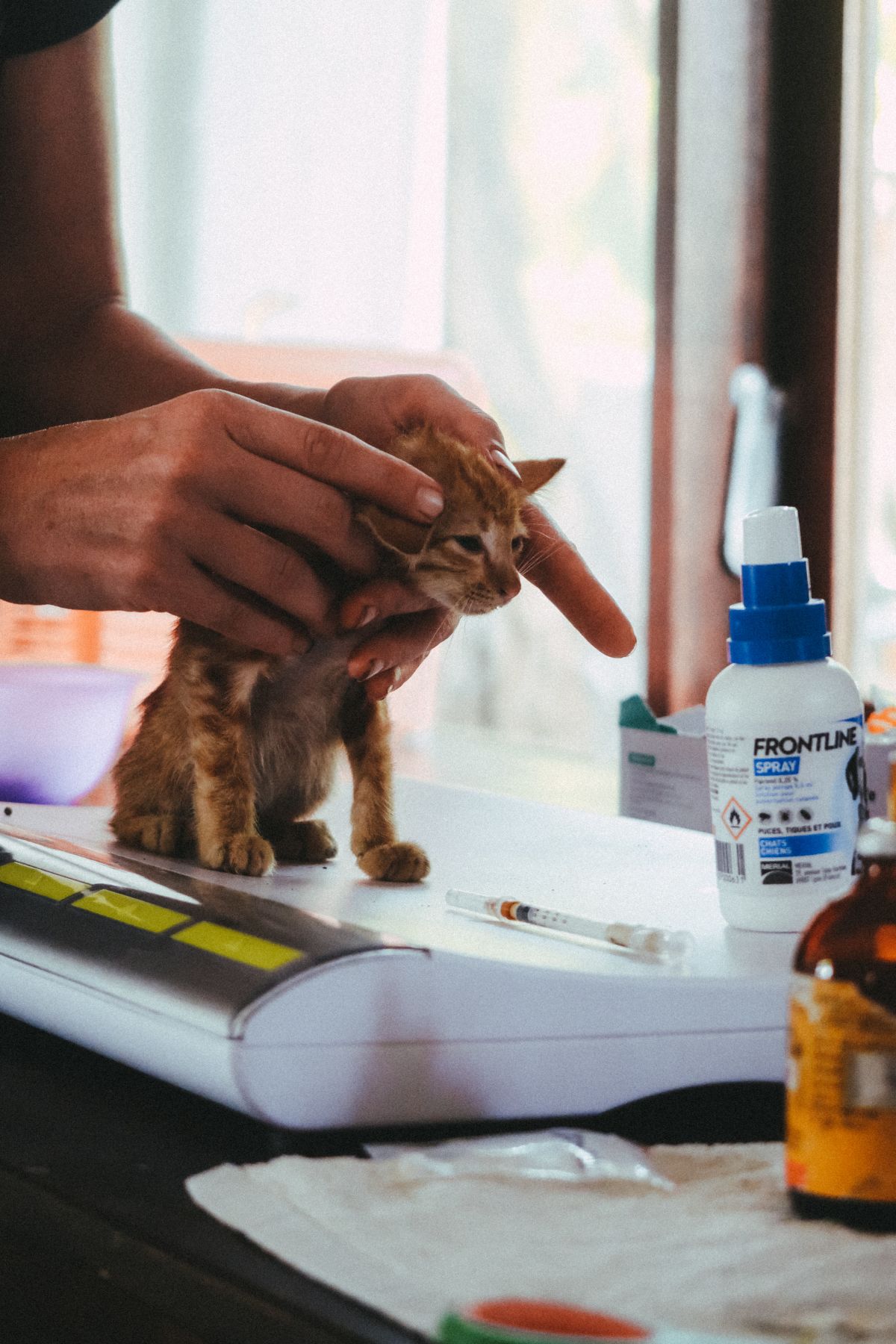 Help Unwanted, Neglected and Ill-Treated Animals on Gili Islands