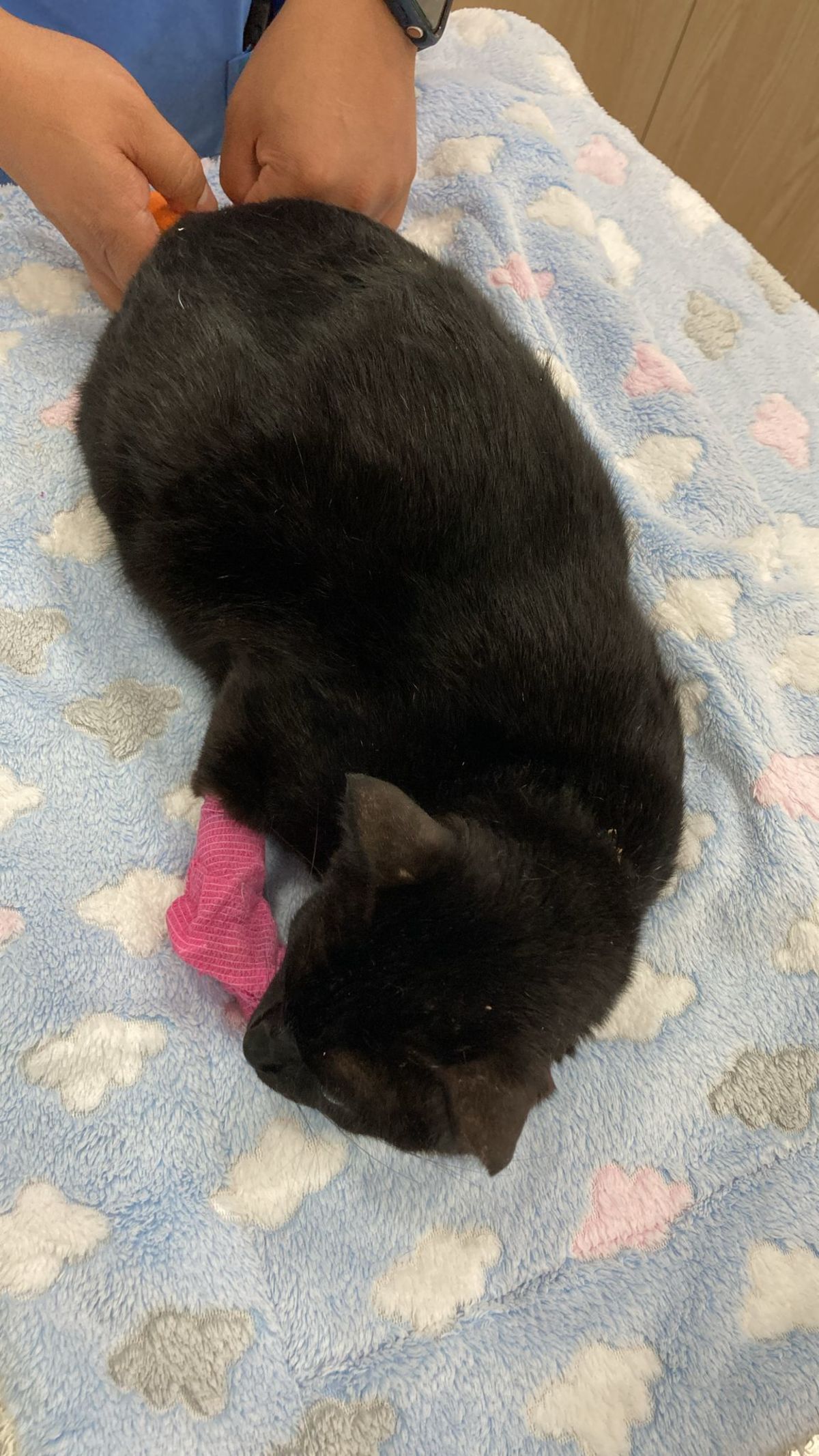 Save Robin: Heal abandoned cats pain 😿