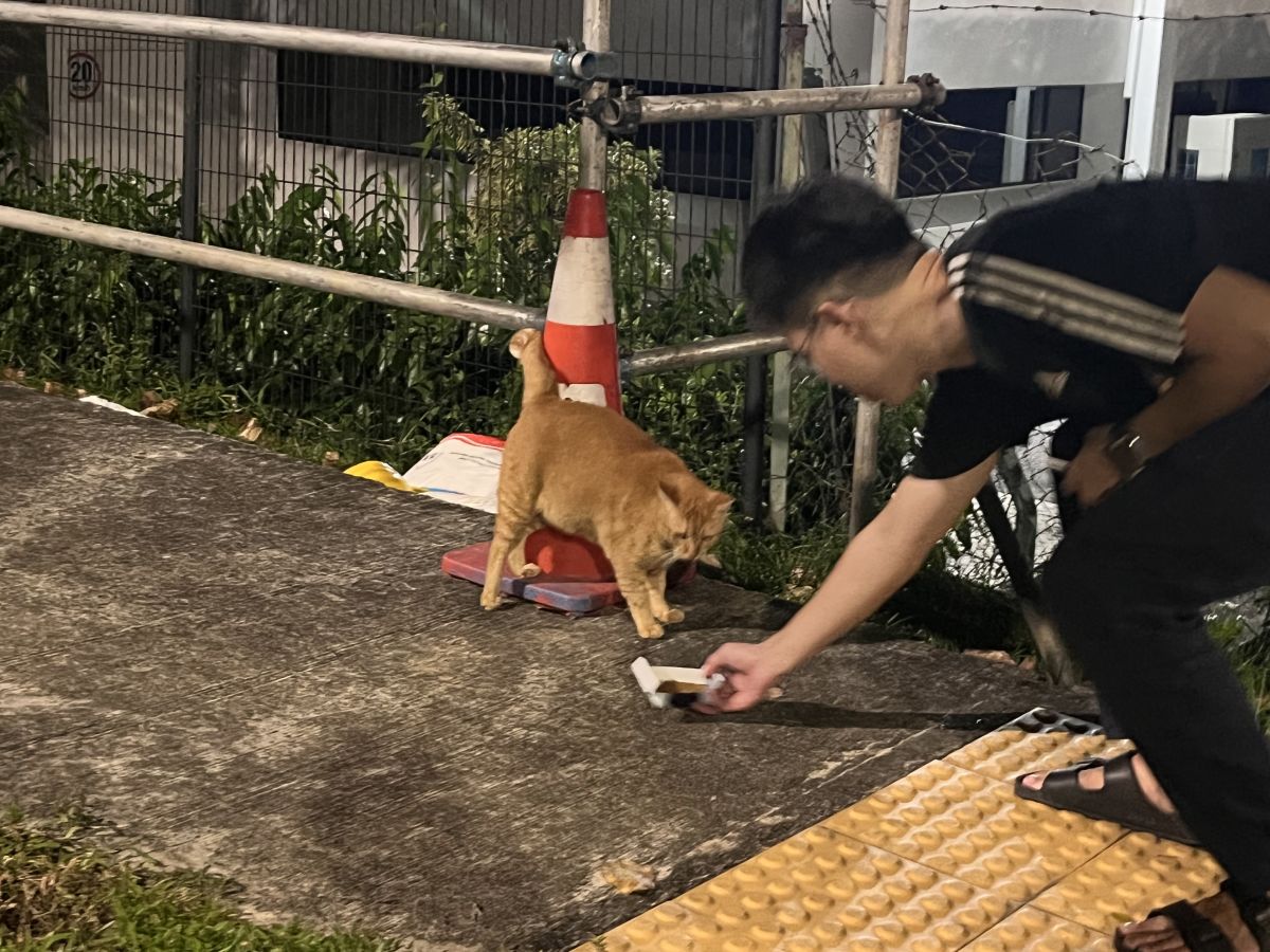 Can you donate 20/month to feed help community cats in Singapore have