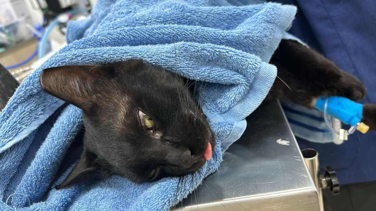 Save Robin: Heal abandoned cats pain 😿