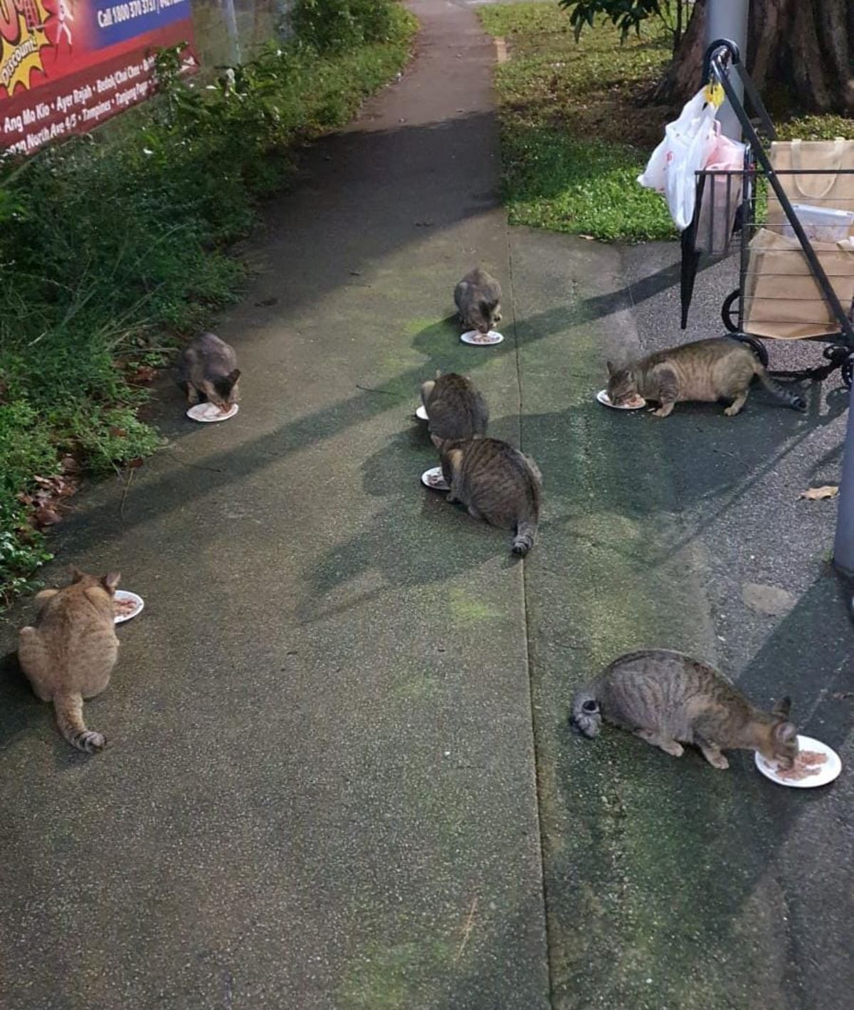 Can you donate 20/month to feed help community cats in Singapore have