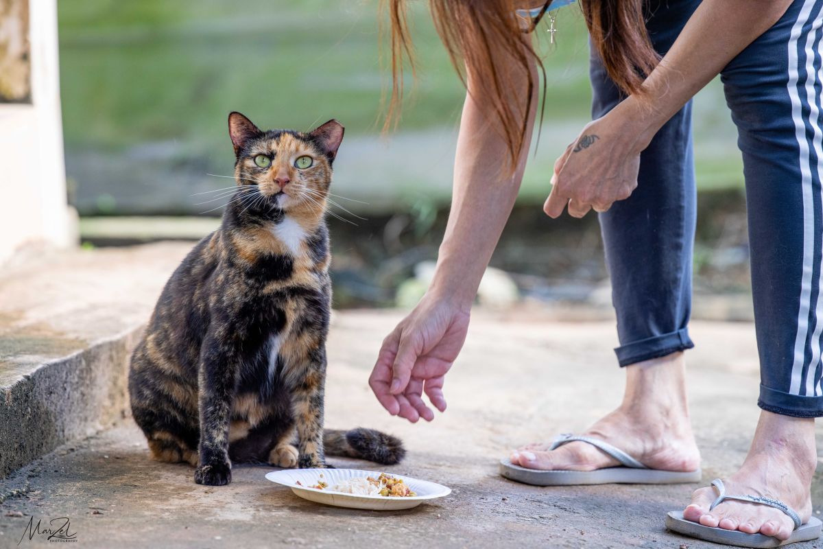 Can you donate 20/month to feed help community cats in Singapore have