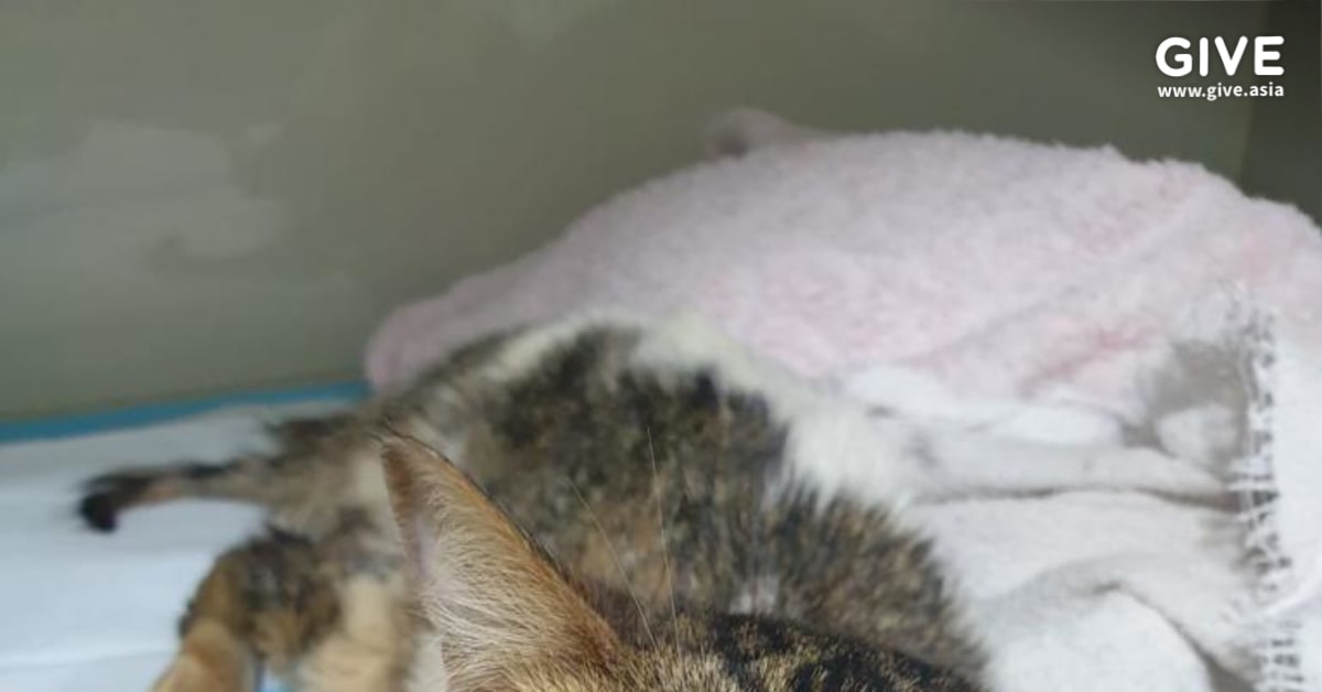 Help Treasure The Cat