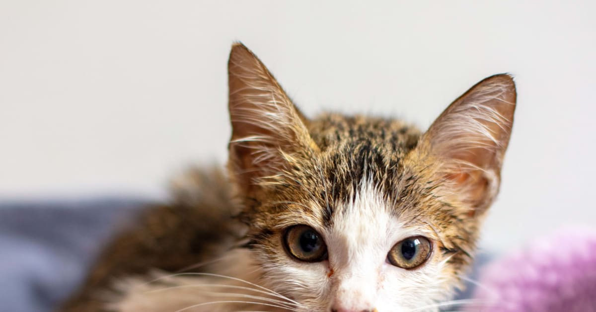 Just 5 to help the community cats in Singapore