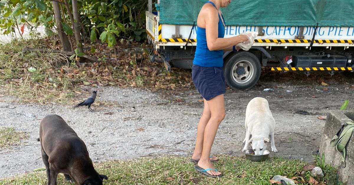 Help feed a starving stray dog at Jurong Island