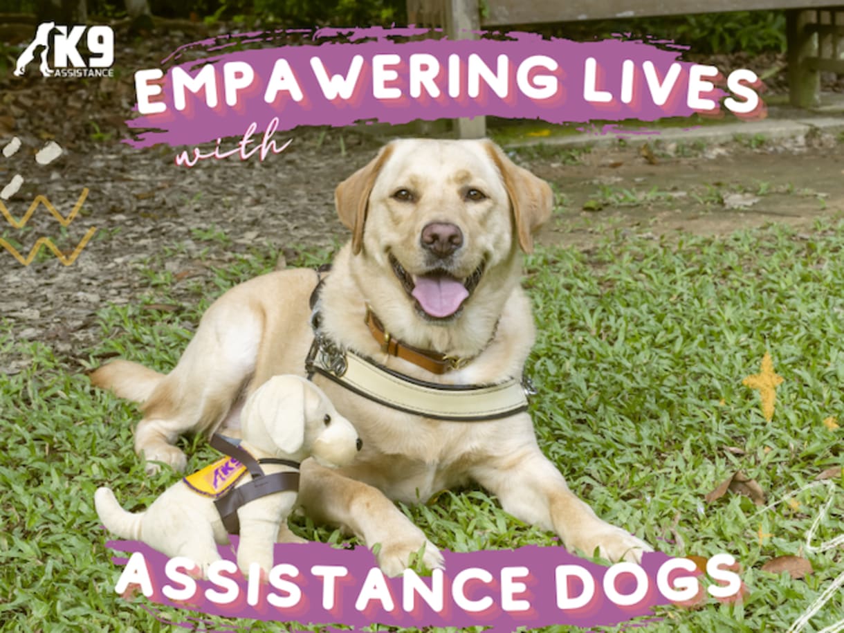 K9Assistance (Limited) banner