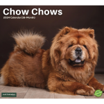 CHOW & CHOWS CHARITY LTD. logo