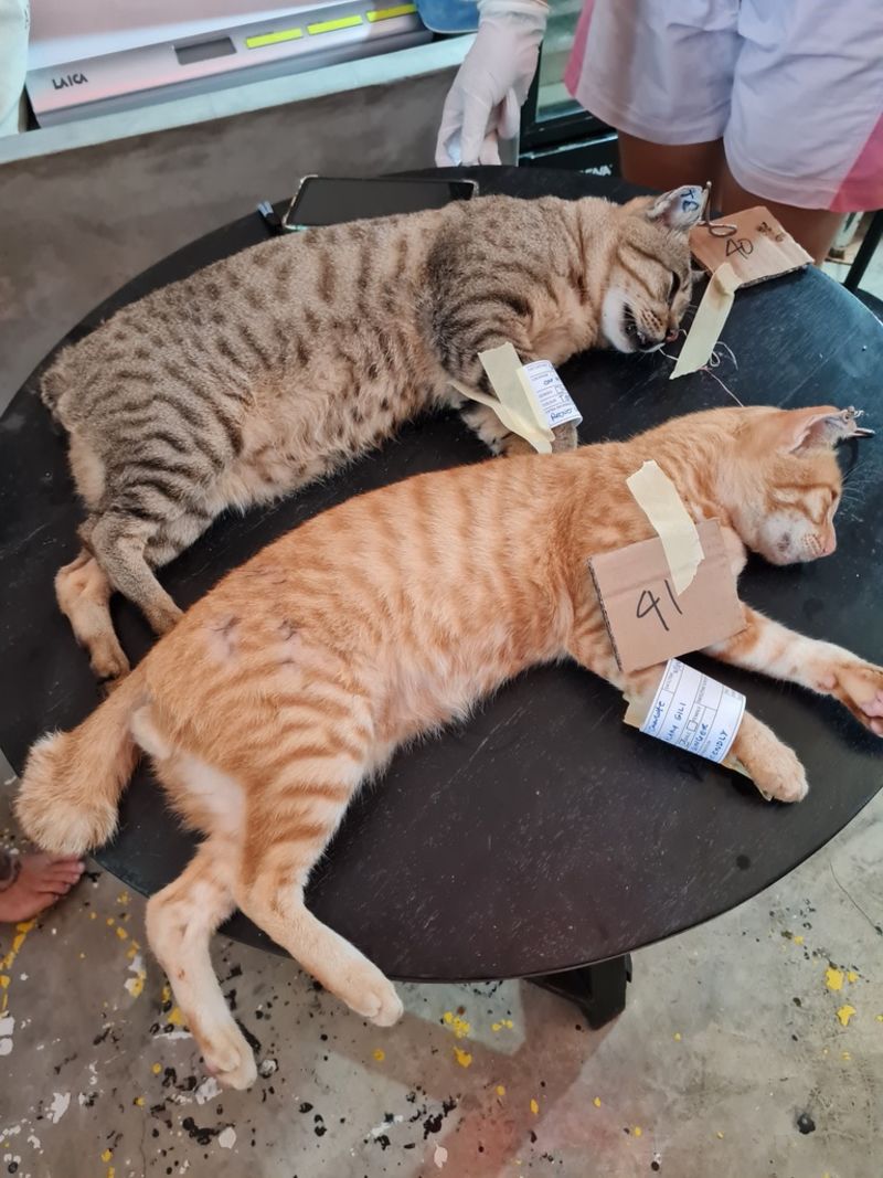 Donate  Cats Of Gili