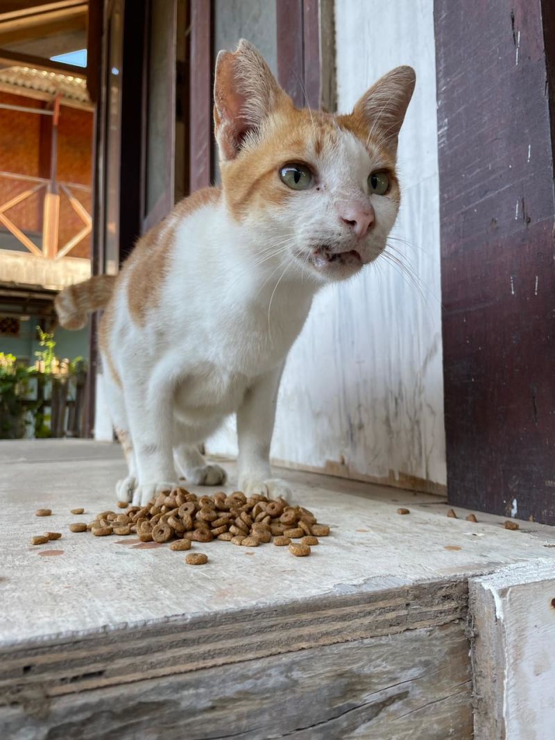 Donate  Cats Of Gili