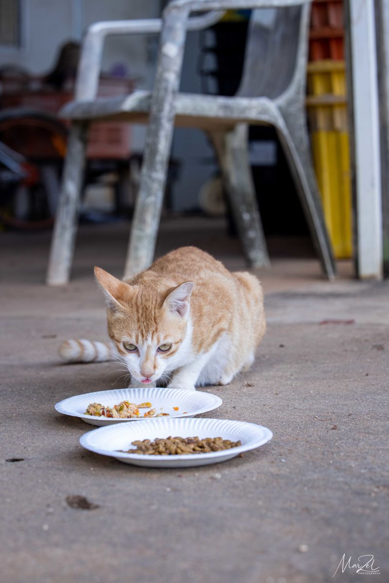 Stray clearance cat feeder