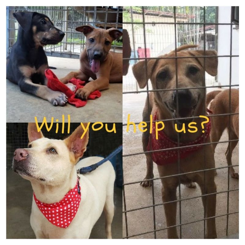 Will You Help Give Dogs a Second Chance Today?