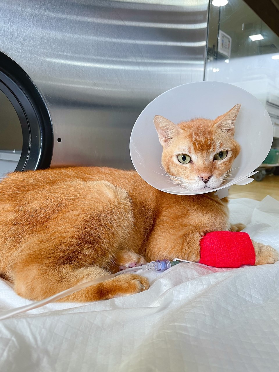 Cats chemotherapy top