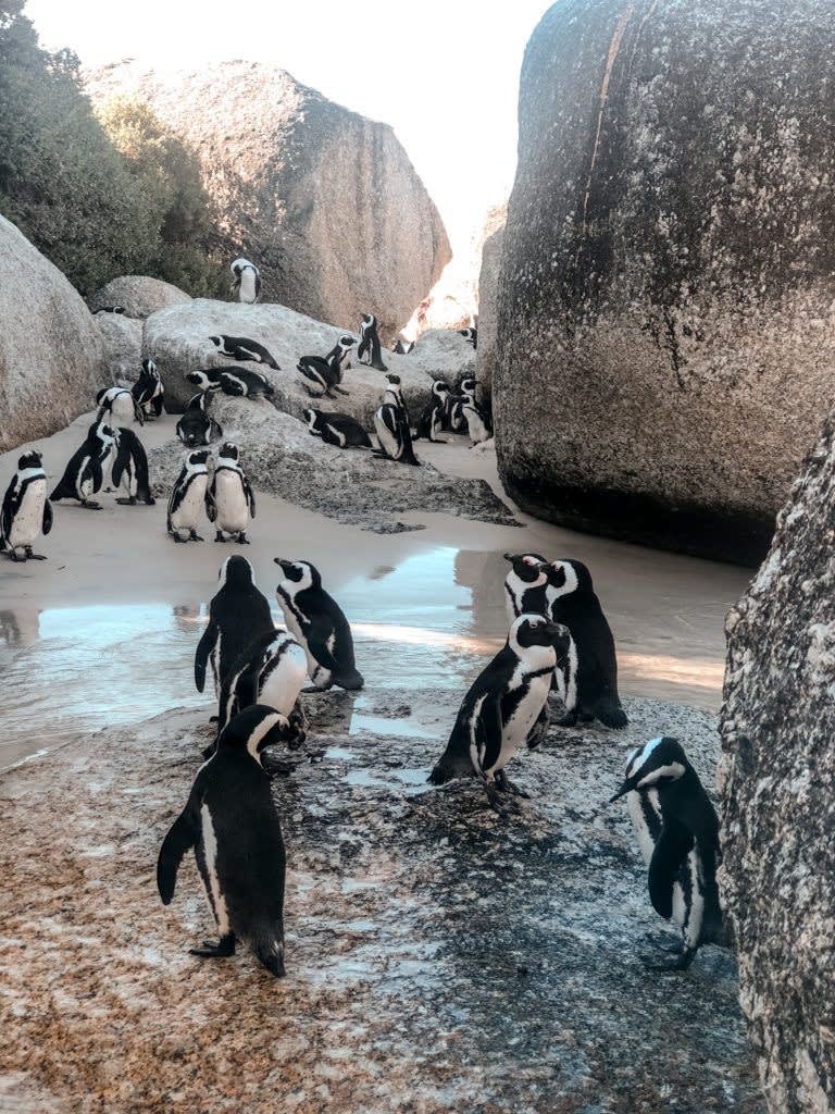 African penguins on the boulders and white sand at Boulders Beach, Simon's Town
