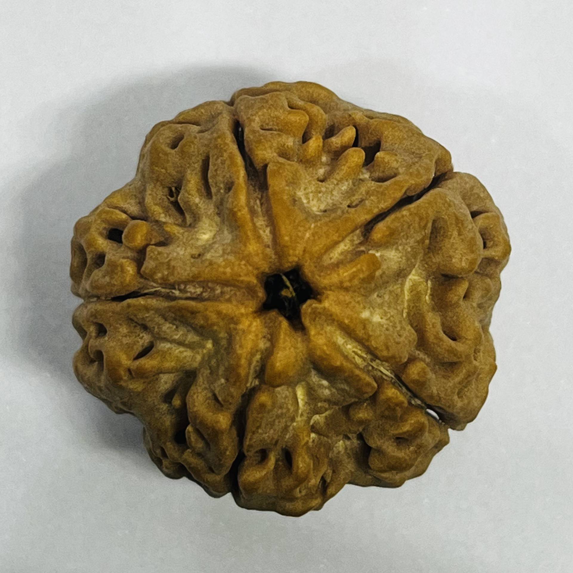 Mull Reksha Makalu Rudraksha