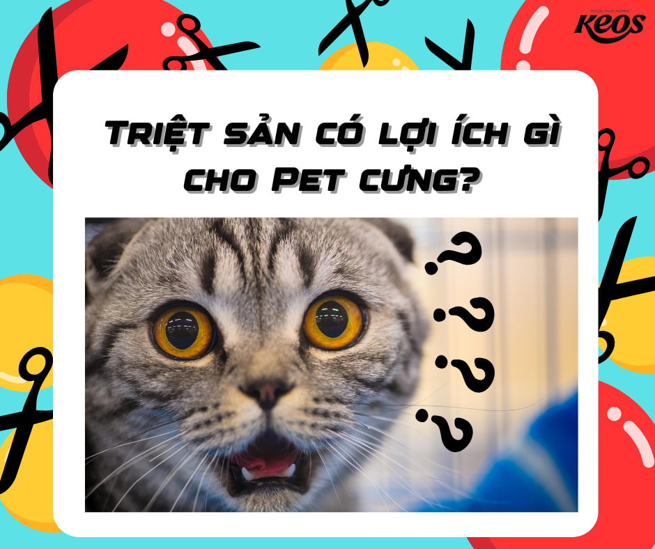 Có Nên Triệt Sản Cho Thú Cưng? Những Lợi Ích Và Lưu Ý Quan Trọng