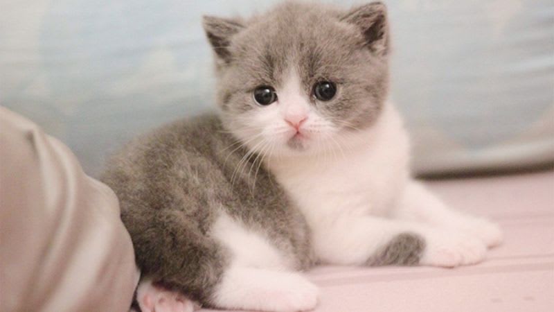 Tham Gia "Cộng Đồng Petie" - Nơi Hội Tụ Của Các "Con Sen" Chính Hiệu