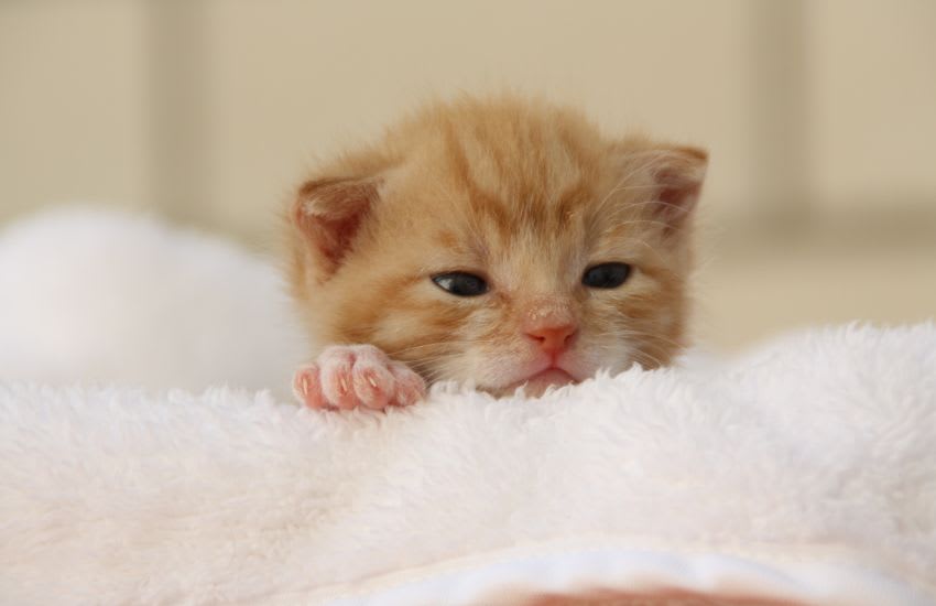 Tuyệt Chiêu Đón Mèo Mới Về Nhà Mà Không Xảy Ra "Đại Chiến"