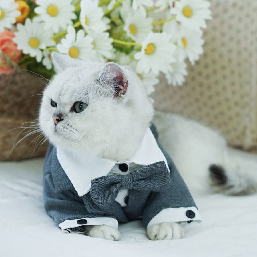 Áo vest cho mèo – Sang chảnh