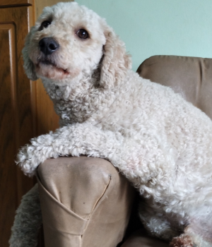 Guille, 6 años, huésped de la guardería canina de Tandil - adora la rutina y los paseos